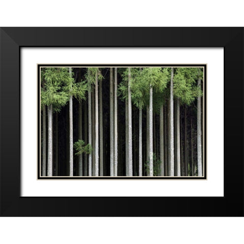 Japan, Nara, Soni Plateau Cedar tree grove Black Modern Wood Framed Art Print with Double Matting by Flaherty, Dennis