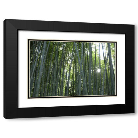 Japan, Kyoto Arashiyama Bamboo Grove Black Modern Wood Framed Art Print with Double Matting by Flaherty, Dennis