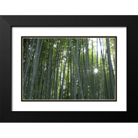 Japan, Kyoto Arashiyama Bamboo Grove Black Modern Wood Framed Art Print with Double Matting by Flaherty, Dennis