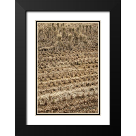 Japan, Nara Prefecture, Heguri-cho Drying rice Black Modern Wood Framed Art Print with Double Matting by Flaherty, Dennis