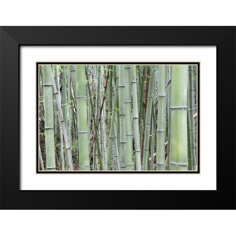 Japan, Nara Provence, Heguri-cho Bamboo grove Black Modern Wood Framed Art Print with Double Matting by Flaherty, Dennis