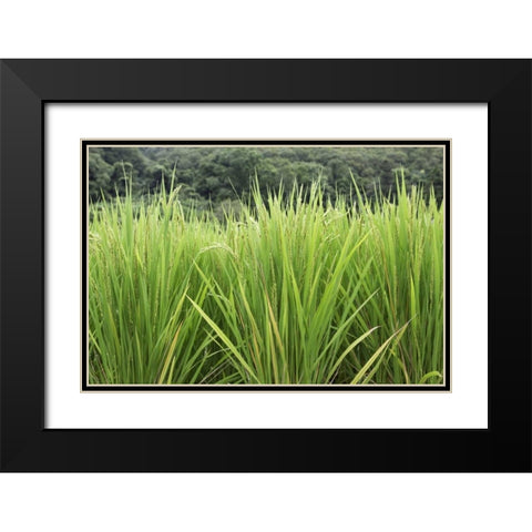 Japan, Nara, Heguri-cho Growing rice stalks Black Modern Wood Framed Art Print with Double Matting by Flaherty, Dennis