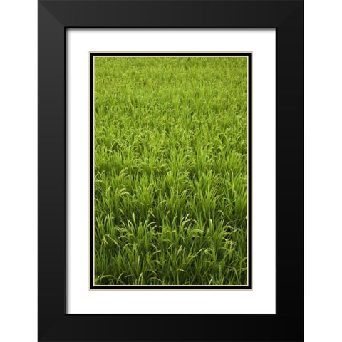 Japan, Nara, Heguri-cho Field of growing rice Black Modern Wood Framed Art Print with Double Matting by Flaherty, Dennis