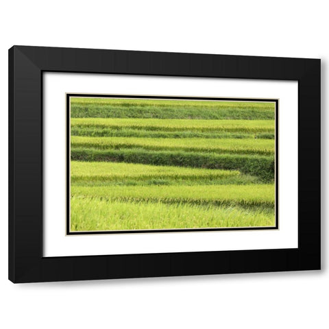 Asia, Japan Rice terraces in Nara Prefecture Black Modern Wood Framed Art Print with Double Matting by Flaherty, Dennis