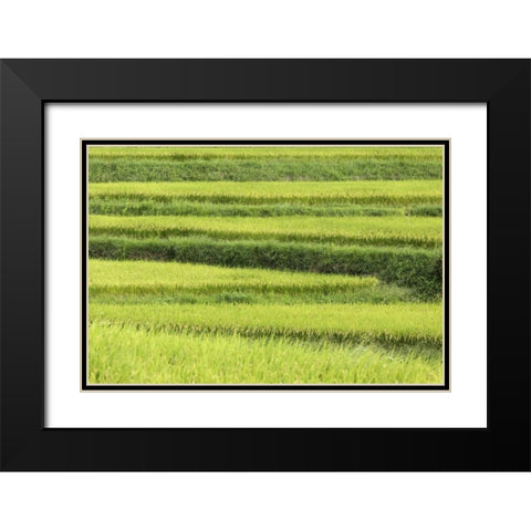 Asia, Japan Rice terraces in Nara Prefecture Black Modern Wood Framed Art Print with Double Matting by Flaherty, Dennis