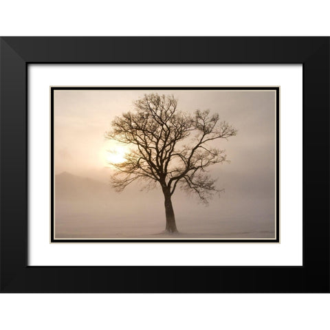 Japan-Hokkaido-Lake Kussharo A tree stands silhouetted by the rising sun  Black Modern Wood Framed Art Print with Double Matting by Goff, Ellen