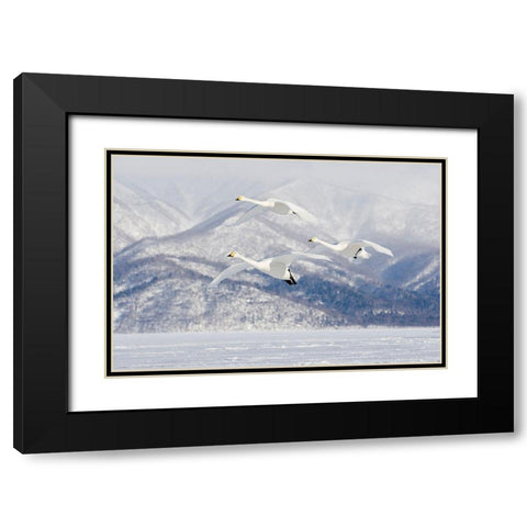 Japan-Hokkaido Three whooper swans fly for a landing Black Modern Wood Framed Art Print with Double Matting by Goff, Ellen