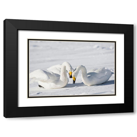 Japan-Hokkaido Two whooper swans celebrate loudly after landing Black Modern Wood Framed Art Print with Double Matting by Goff, Ellen