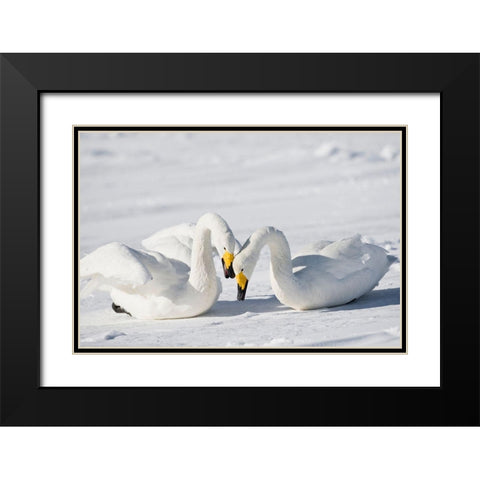 Japan-Hokkaido Two whooper swans celebrate loudly after landing Black Modern Wood Framed Art Print with Double Matting by Goff, Ellen