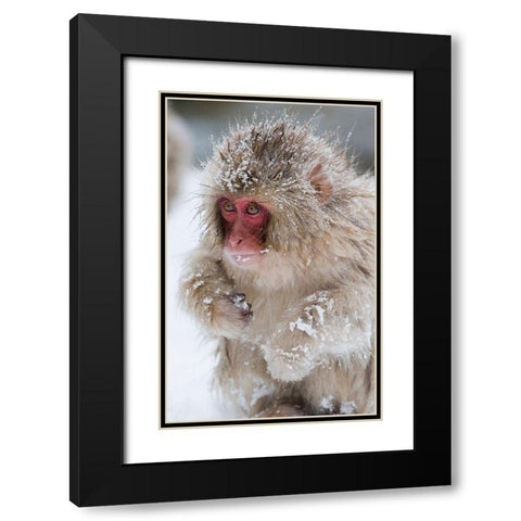 Japan-Nagano  Black Modern Wood Framed Art Print with Double Matting by Goff, Ellen