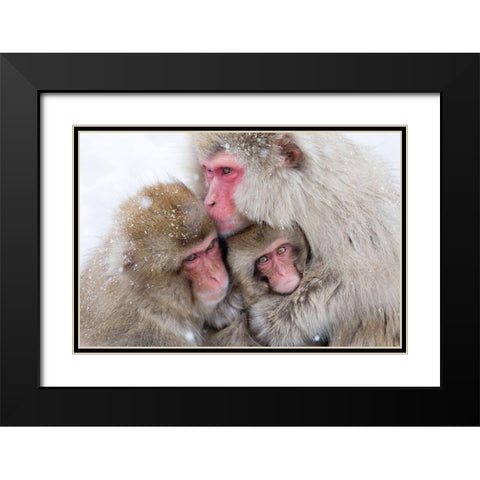 Japan-Nagano  Black Modern Wood Framed Art Print with Double Matting by Goff, Ellen