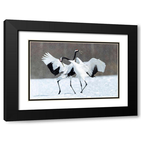 Japan-Hokkaido-Kushiro Two red-crowned cranes dance together in the lightly falling snow Black Modern Wood Framed Art Print with Double Matting by Goff, Ellen
