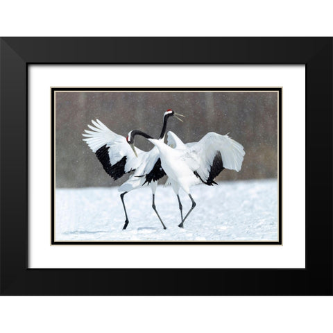 Japan-Hokkaido-Kushiro Two red-crowned cranes dance together in the lightly falling snow Black Modern Wood Framed Art Print with Double Matting by Goff, Ellen