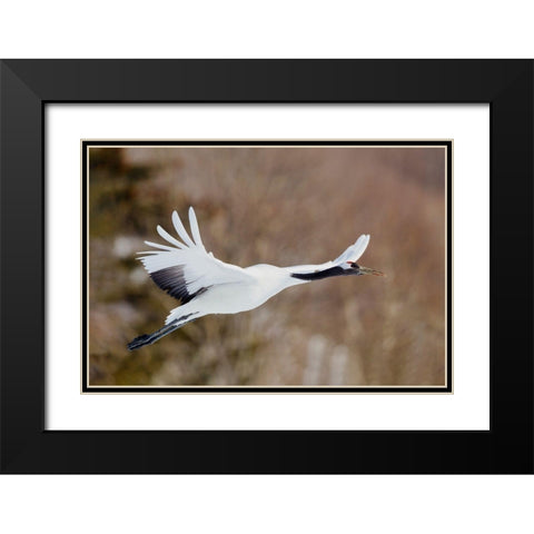 Japan-Hokkaido-Kushiro Black Modern Wood Framed Art Print with Double Matting by Goff, Ellen