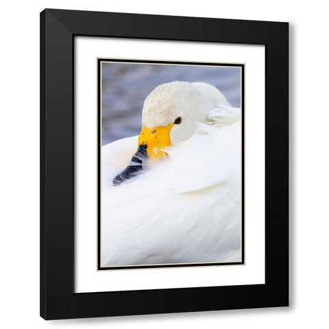 Japan-Hokkaido Portrait of a whooper swan with its yellow and black bill Black Modern Wood Framed Art Print with Double Matting by Goff, Ellen