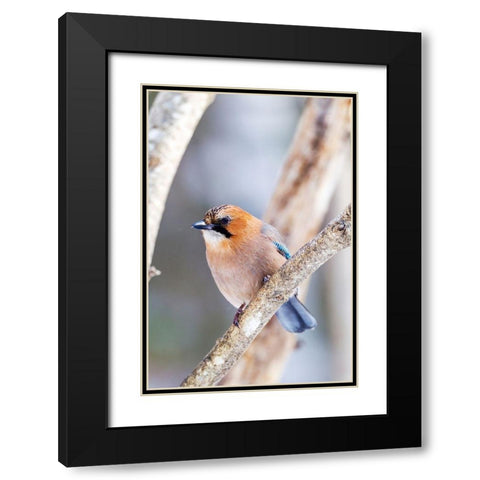 Japan-Hokkaido-Lake Kussharo-Eurasian jay Portrait of an Eurasian jay sitting on a tree limb Black Modern Wood Framed Art Print with Double Matting by Goff, Ellen