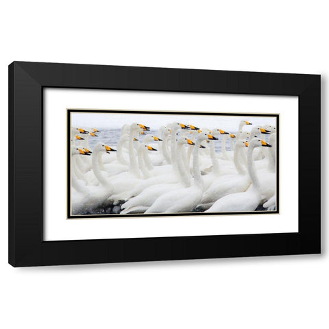 Japan-Hokkaido Whooper swans congregate Black Modern Wood Framed Art Print with Double Matting by Goff, Ellen