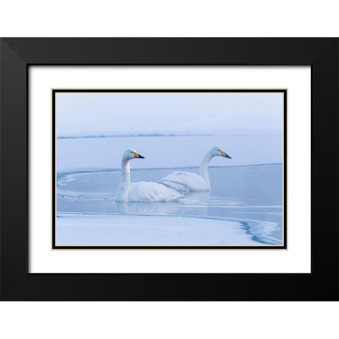 Japan-Hokkaido A pair of whooper swans swim Black Modern Wood Framed Art Print with Double Matting by Goff, Ellen
