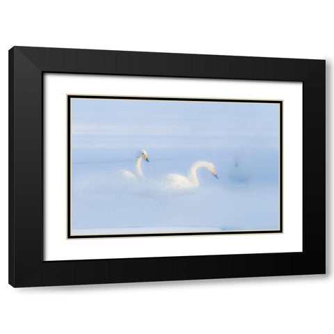 Japan-Hokkaido Three whooper swans float in the mist Black Modern Wood Framed Art Print with Double Matting by Goff, Ellen