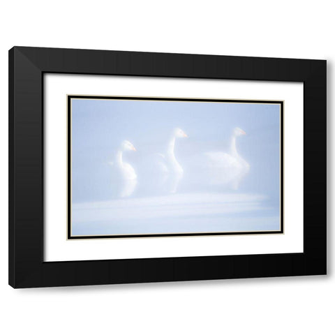 Japan-Hokkaido Three whooper swans float in the mist Black Modern Wood Framed Art Print with Double Matting by Goff, Ellen