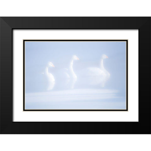 Japan-Hokkaido Three whooper swans float in the mist Black Modern Wood Framed Art Print with Double Matting by Goff, Ellen