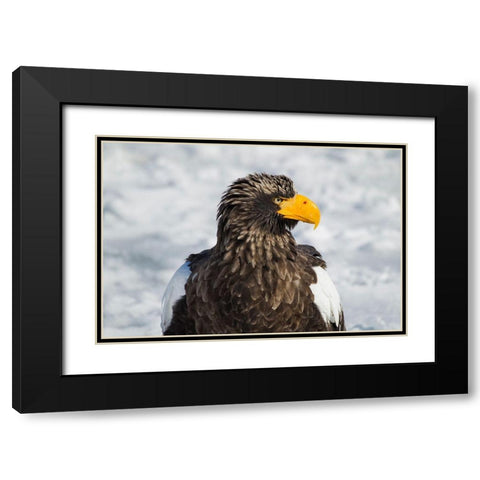 Japan-Hokkaido-Rausu-Stellers sea eagle Headshot of a Stellers sea eagle  Black Modern Wood Framed Art Print with Double Matting by Goff, Ellen