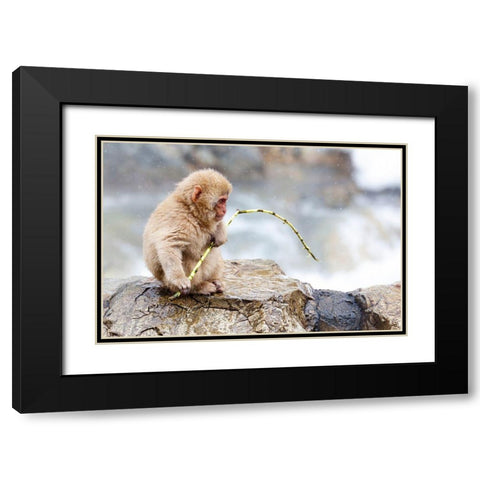 Japan-Nagano A baby snow monkey  Black Modern Wood Framed Art Print with Double Matting by Goff, Ellen