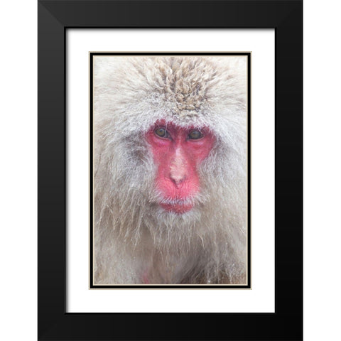 Japan-Nagano Black Modern Wood Framed Art Print with Double Matting by Goff, Ellen