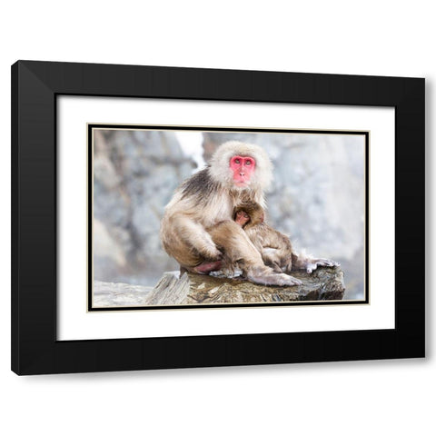 Japan-Nagano A female snow monkey Black Modern Wood Framed Art Print with Double Matting by Goff, Ellen