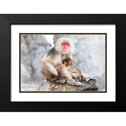 Japan-Nagano A female snow monkey Black Modern Wood Framed Art Print with Double Matting by Goff, Ellen