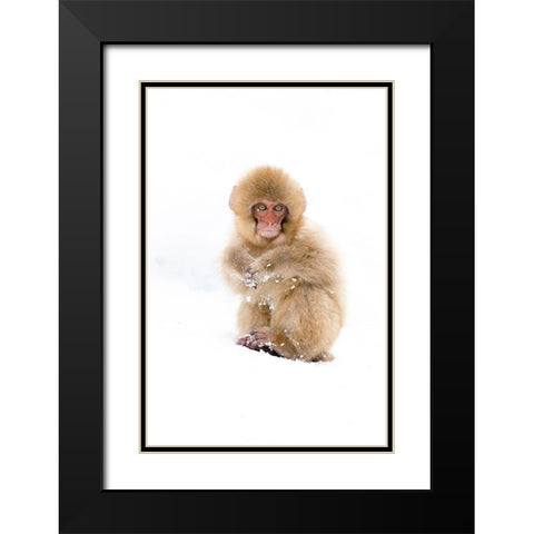 Japan-Nagano Portrait of a Japanese macaque Black Modern Wood Framed Art Print with Double Matting by Goff, Ellen