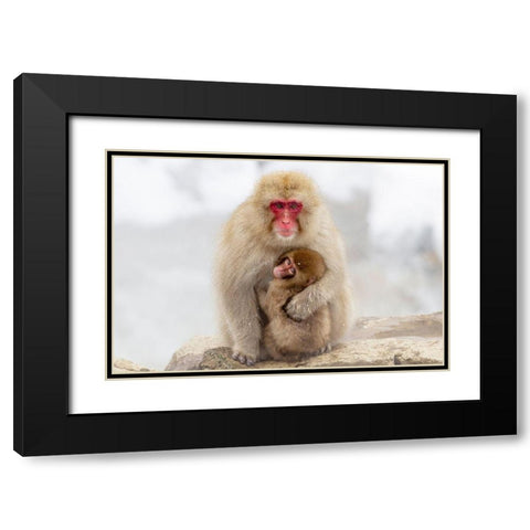 Japan-Nagano A female snow monkey Black Modern Wood Framed Art Print with Double Matting by Goff, Ellen