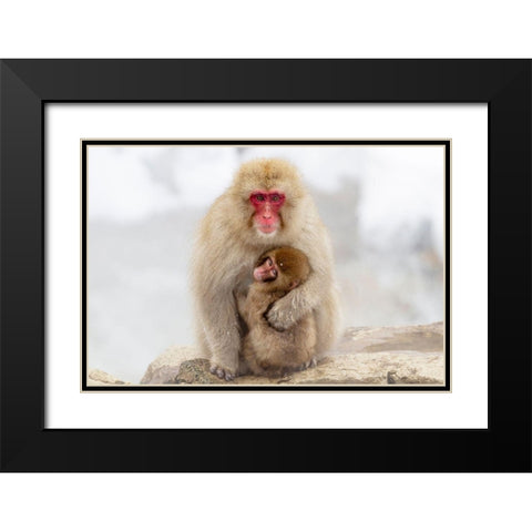 Japan-Nagano A female snow monkey Black Modern Wood Framed Art Print with Double Matting by Goff, Ellen