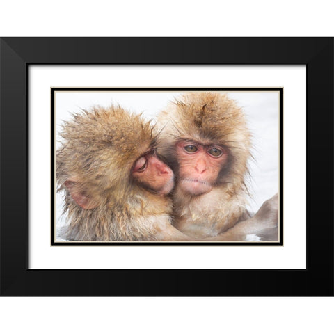 Japan-Nagano Two baby snow monkeys huddle Black Modern Wood Framed Art Print with Double Matting by Goff, Ellen