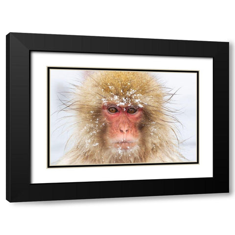 Japan-Nagano  Black Modern Wood Framed Art Print with Double Matting by Goff, Ellen