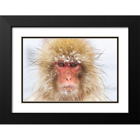 Japan-Nagano  Black Modern Wood Framed Art Print with Double Matting by Goff, Ellen