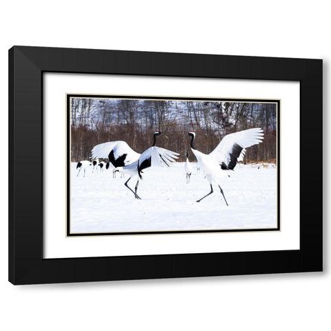 Japan-Hokkaido Two red-crowned cranes dance while the rest of the group looks on Black Modern Wood Framed Art Print with Double Matting by Goff, Ellen