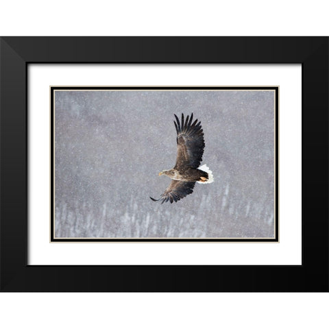 Japan-Hokkaido-Kushiro Portrait of a white-tailed eagle in flight during a snow squall Black Modern Wood Framed Art Print with Double Matting by Goff, Ellen