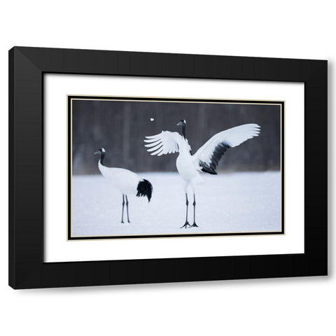 A red-crowned crane throws a chunk of snow in the air as part of its courtship dance Black Modern Wood Framed Art Print with Double Matting by Goff, Ellen