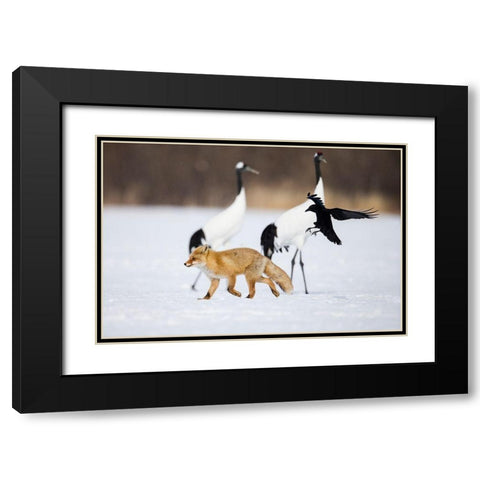 Japan-Hokkaido-Kushiro A carrion crow chases away a red fox Black Modern Wood Framed Art Print with Double Matting by Goff, Ellen