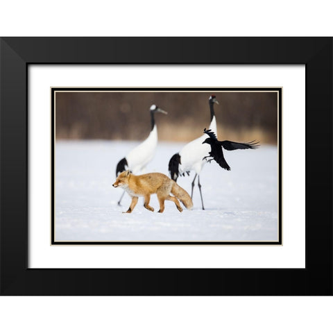 Japan-Hokkaido-Kushiro A carrion crow chases away a red fox Black Modern Wood Framed Art Print with Double Matting by Goff, Ellen