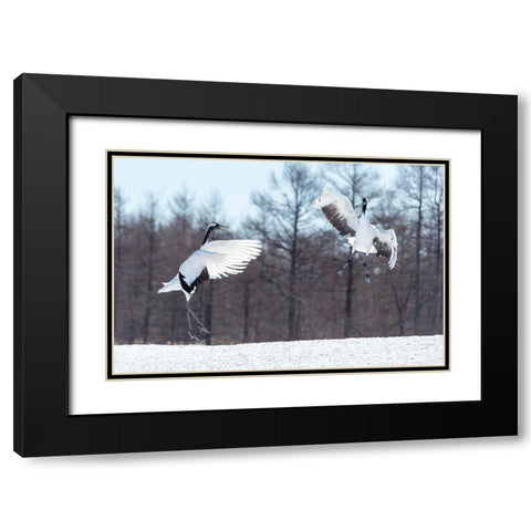 Japan-Hokkaido-Tsuri-Ito-Tancho Sanctuary Two red-crowned cranes jump high in the air Black Modern Wood Framed Art Print with Double Matting by Goff, Ellen