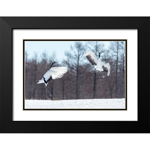 Japan-Hokkaido-Tsuri-Ito-Tancho Sanctuary Two red-crowned cranes jump high in the air Black Modern Wood Framed Art Print with Double Matting by Goff, Ellen