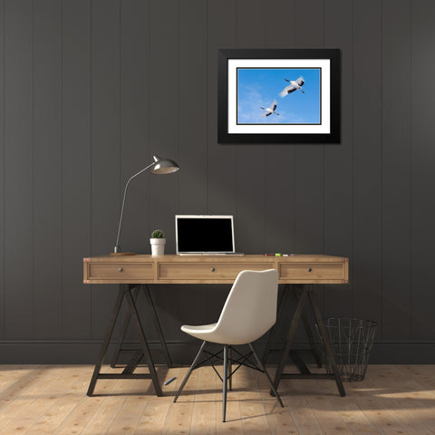 Japan-Hokkaido-Kushiro Two red-crowned cranes fly into the crane center Black Modern Wood Framed Art Print with Double Matting by Goff, Ellen