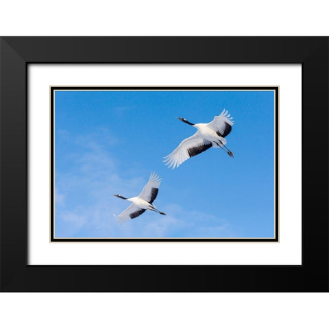 Japan-Hokkaido-Kushiro Two red-crowned cranes fly into the crane center Black Modern Wood Framed Art Print with Double Matting by Goff, Ellen