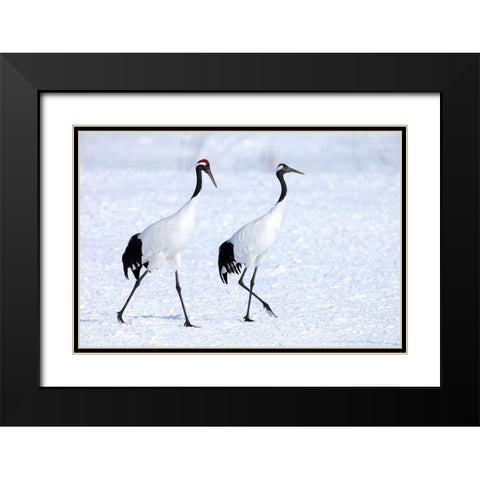 Japan-Hokkaido-Kushiro Two red-crowned cranes begin a courtship dance Black Modern Wood Framed Art Print with Double Matting by Goff, Ellen