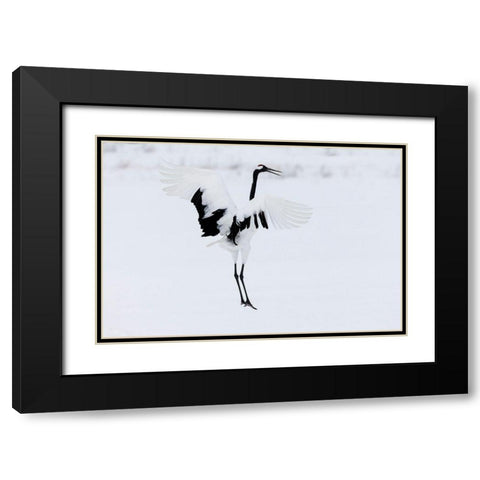 Japan-Hokkaido-Kushiro A red-crowned crane assumes elegant positions during its courtship dance Black Modern Wood Framed Art Print with Double Matting by Goff, Ellen