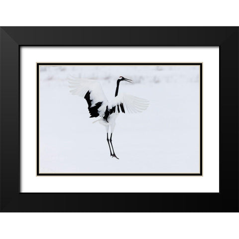 Japan-Hokkaido-Kushiro A red-crowned crane assumes elegant positions during its courtship dance Black Modern Wood Framed Art Print with Double Matting by Goff, Ellen