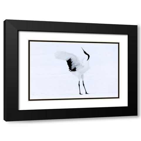 Japan-Hokkaido-Kushiro A red-crowned crane assumes elegant positions during its courtship dance Black Modern Wood Framed Art Print with Double Matting by Goff, Ellen