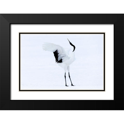 Japan-Hokkaido-Kushiro A red-crowned crane assumes elegant positions during its courtship dance Black Modern Wood Framed Art Print with Double Matting by Goff, Ellen